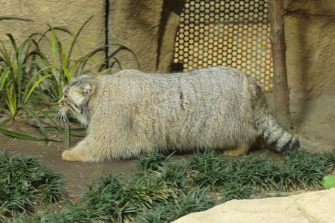 マヌルネコのみっちり冬毛に埋もれたい｜もっふもふ！那須どうぶつ王国｜幻冬舎plus編集部 – 幻冬舎plus – gentosha.jp